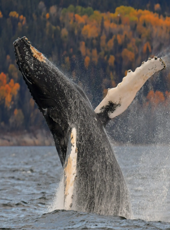 1211 - CANADA Y BALLENAS